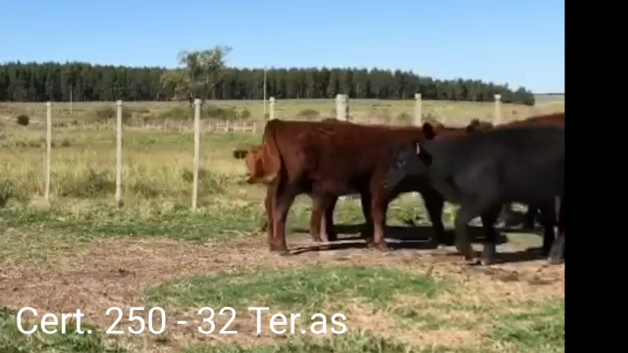 Lote TERNERAS