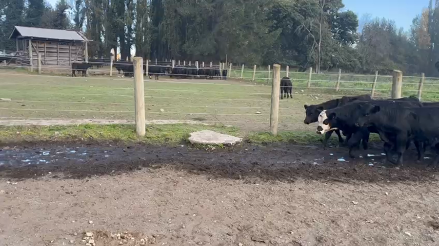 Lote 65 Ternero en Quilleco, VIII Región Biobío