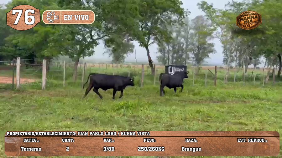 Lote LOTE 76 -EN VIVO