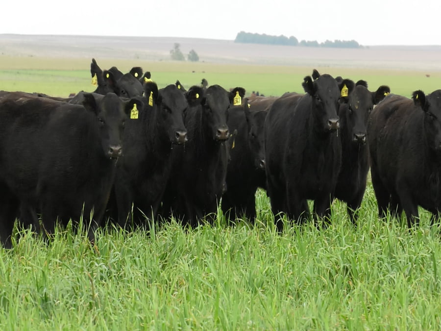 Lote VAQ. ANGUS NEGRAS P. CONTROLADAS C/GTÍA DE PREÑEZ