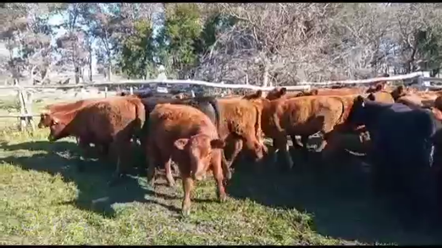 Lote TERNERAS