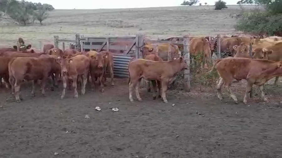 Lote (Vendido)15 Terneros LIMANGUS a remate en #29 Pantalla Carmelo 180kg -  en CUFRE
