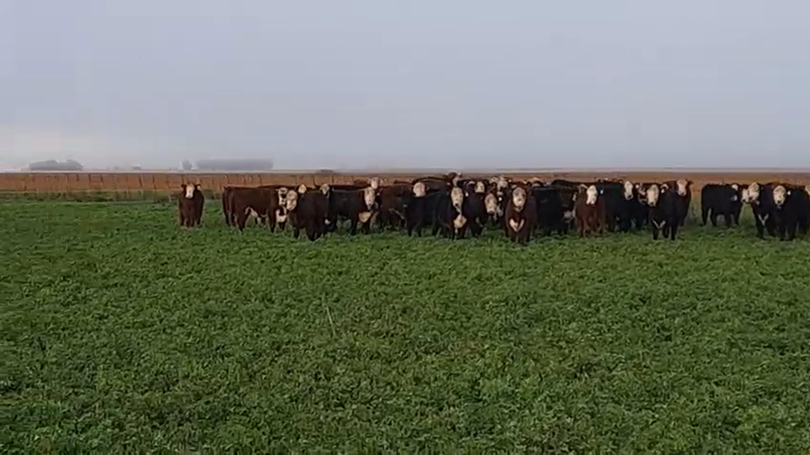 Lote 130 Novillitos en Tres Arroyos