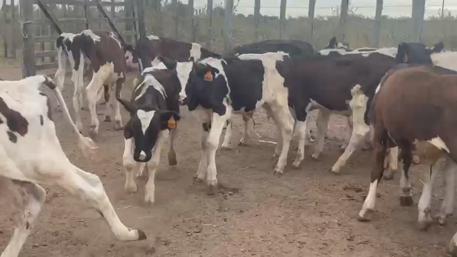 Lote 28 Terneros Holando