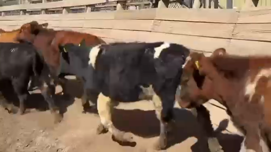 Lote 22 Novillo Engorda en Pirque, Región Metropolitana