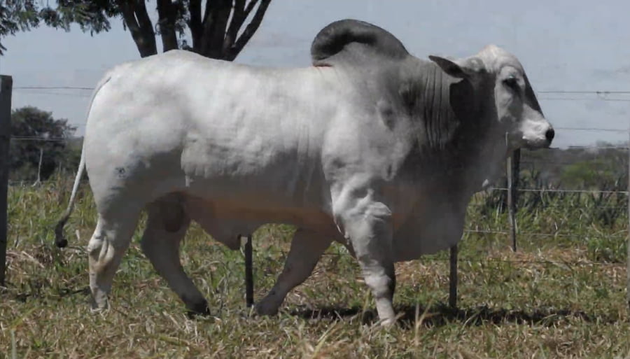 Lote LOTE 74