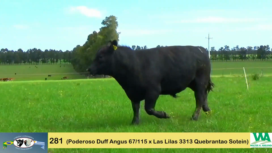 Lote PODEROSA 115/281