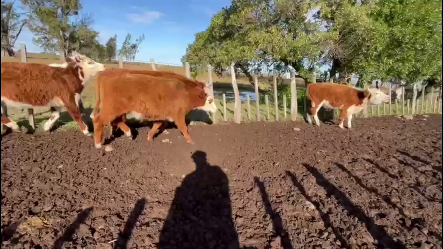 Lote NOVILLOS 1-2 AÑOS