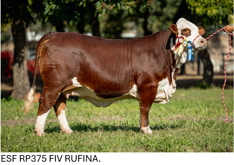 Lote LOTE 22