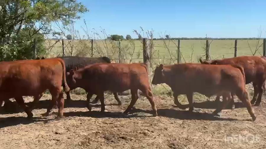 Lote 47 Terneros