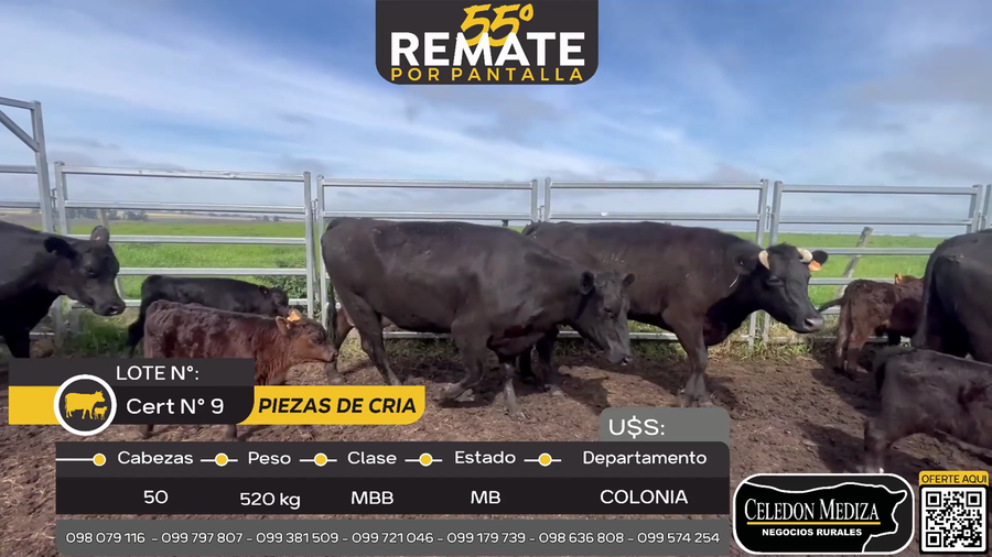 Lote 50 Piezas de cría en Ombúes Lavalle, Colonia