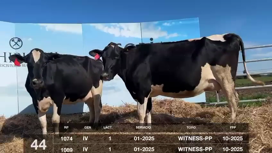 Lote VACAS Y VAQUILLONAS PRÓXIMAS