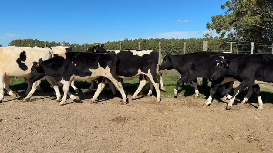 Lote NOVILLOS 1 a 2 AÑOS