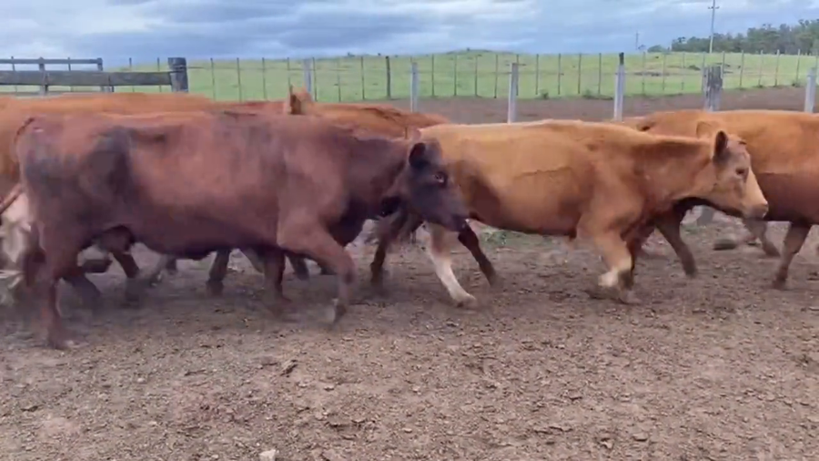 Lote Vacas de Invernada