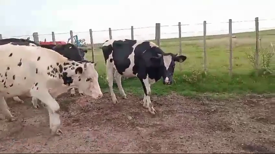 Lote NOVILLOS DE 1 A 2