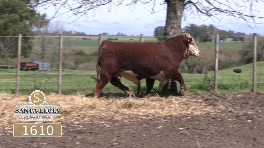 Lote Polled Hereford