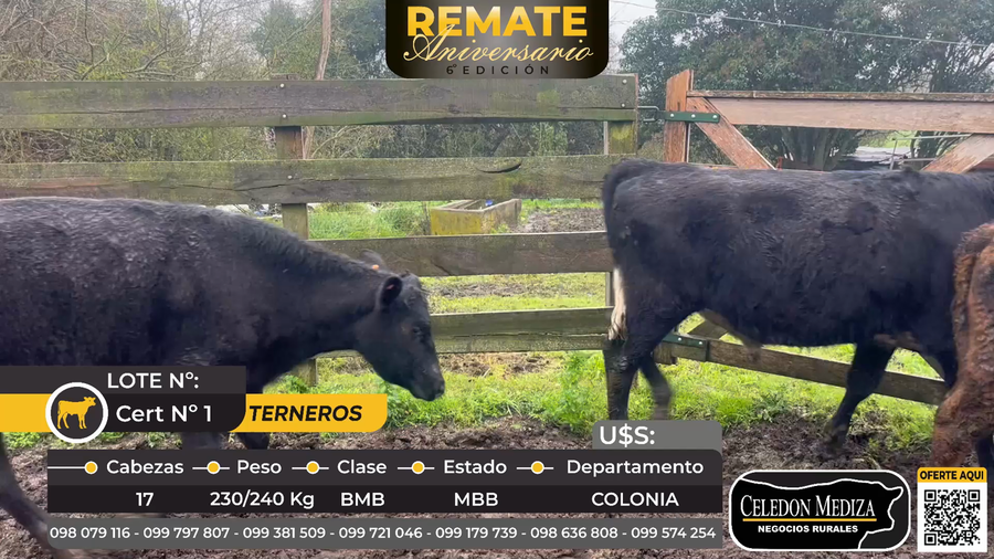 Lote 17 Terneros en Colonia