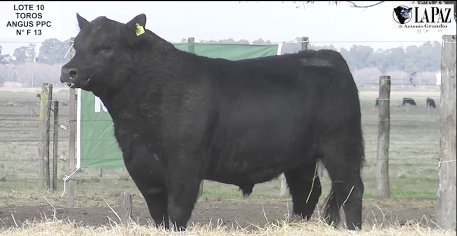 Lote TOROS PUROS POR CRUZA