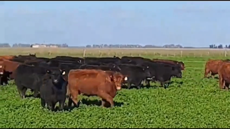 Lote 90 Novillitos