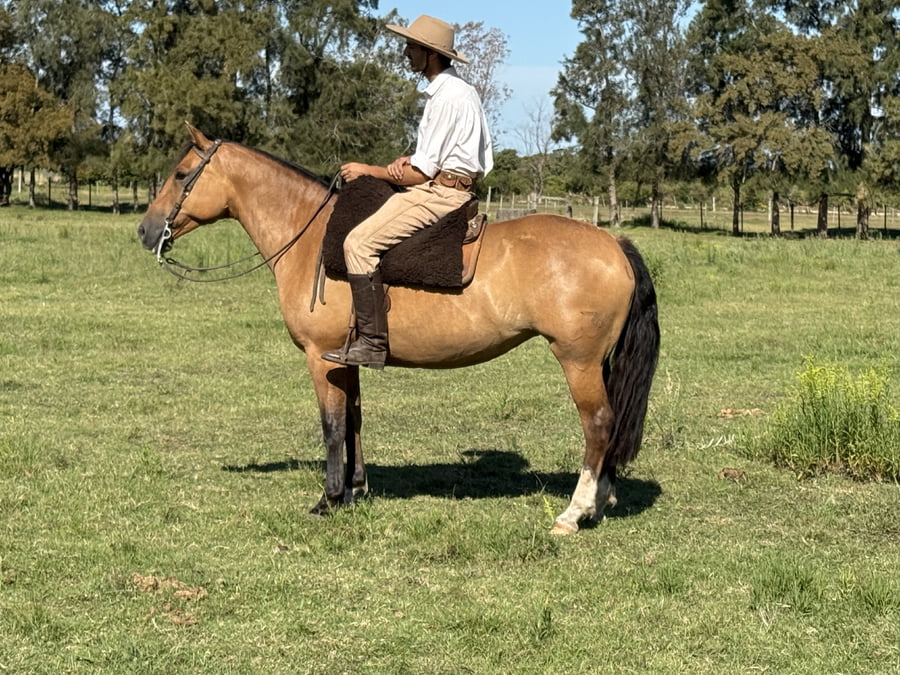 Lote MAITA GOIABADA PAMPA