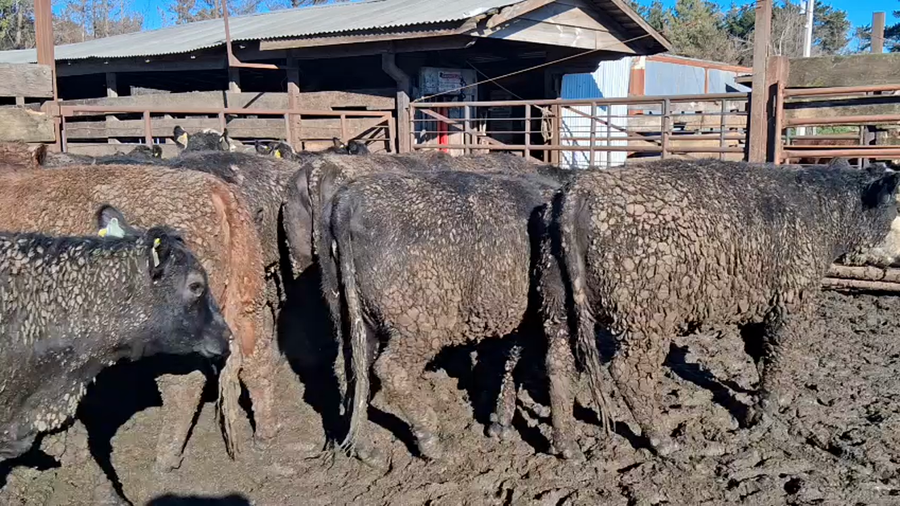 Lote 20 Vaquilla Gorda en Los Ángeles, VIII Región Biobío