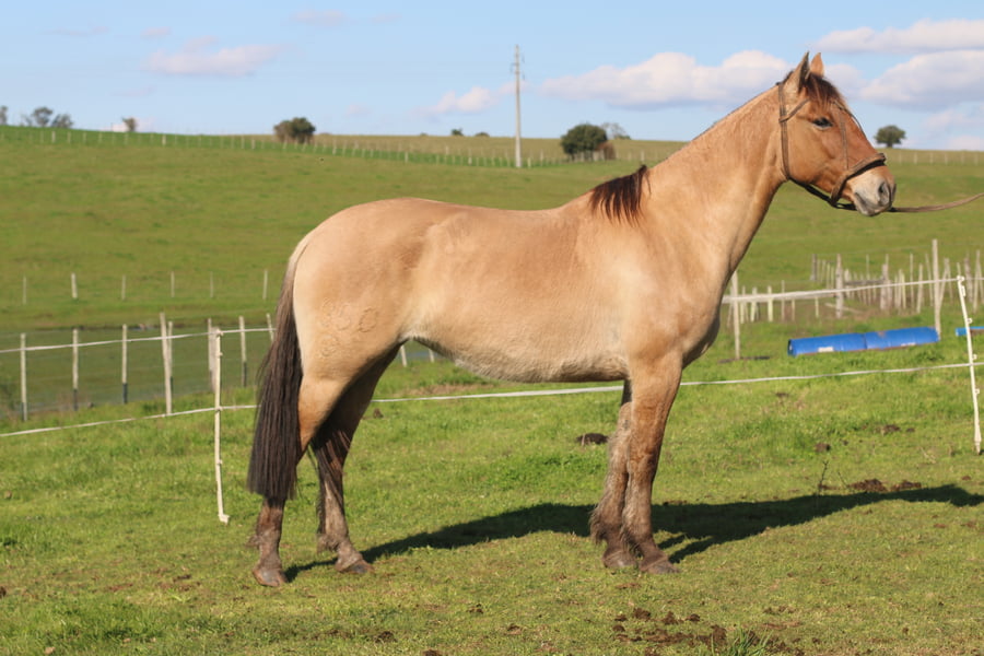 Lote SANTA GLORIA SIDRA