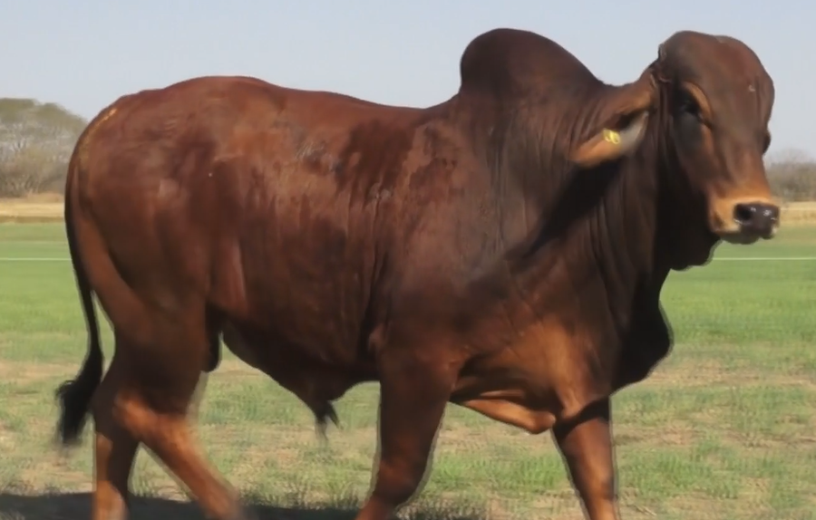 Lote TOROS(CORRAL 39) RED BRAMHAN "CABAÑA EL DESAFIO"