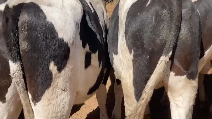 Lote 20 Novillo Gordo en Melipilla, Región Metropolitana