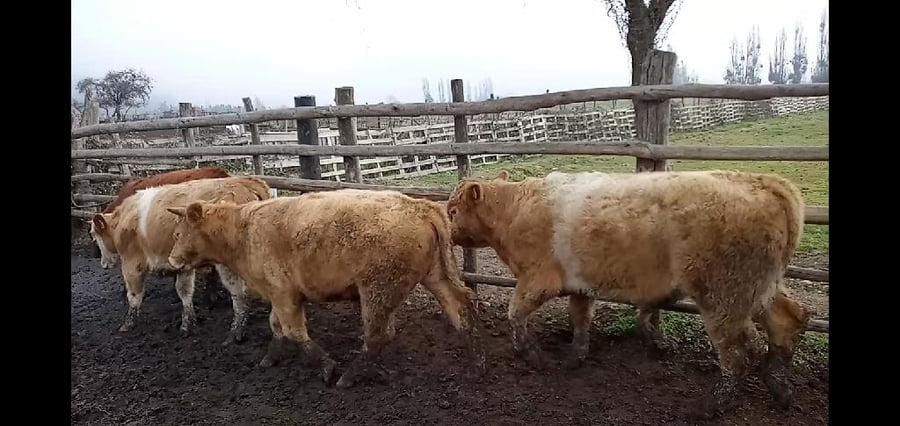 Lote 52 Ternero en Curicó, VII  Región Maule