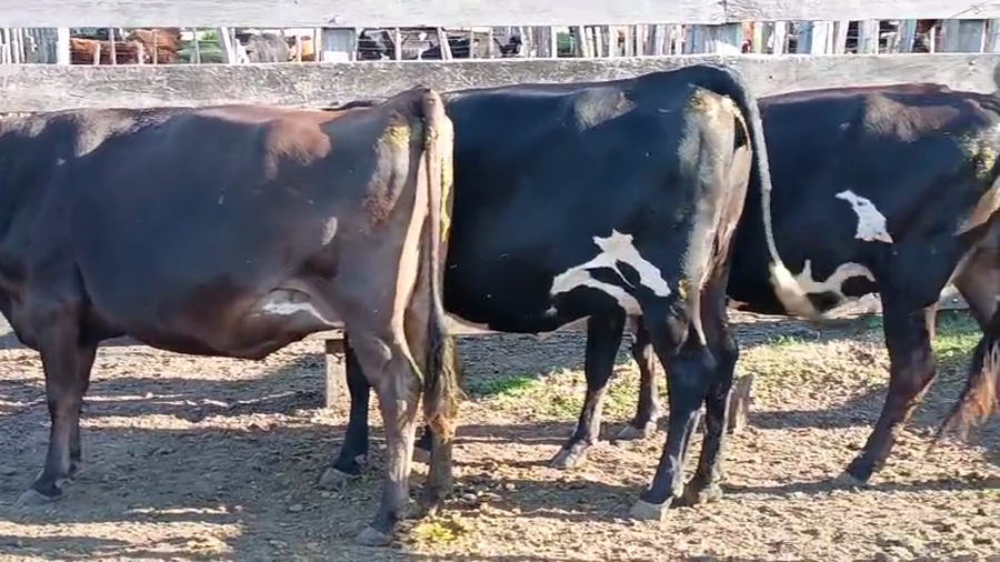 Lote 3 Vaquillonas  a remate en Pantalla Camy 450kg - , San José