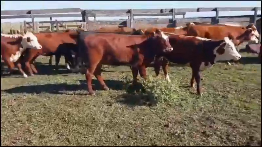 Lote 53 Terneras en Concordia, Entre Ríos