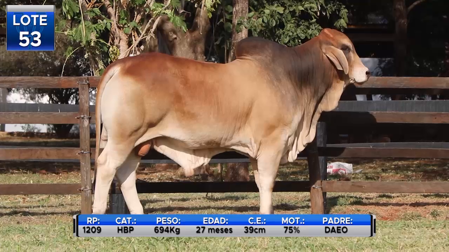 Lote TOROS BRAHMAN  -LOTE 53