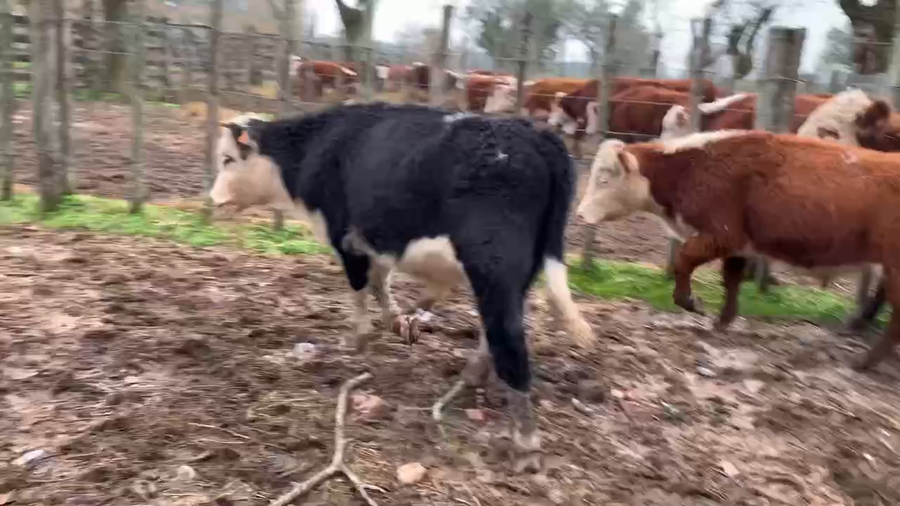 Lote 7 Novillos 2 a 3 años en Melo, Cerro Largo