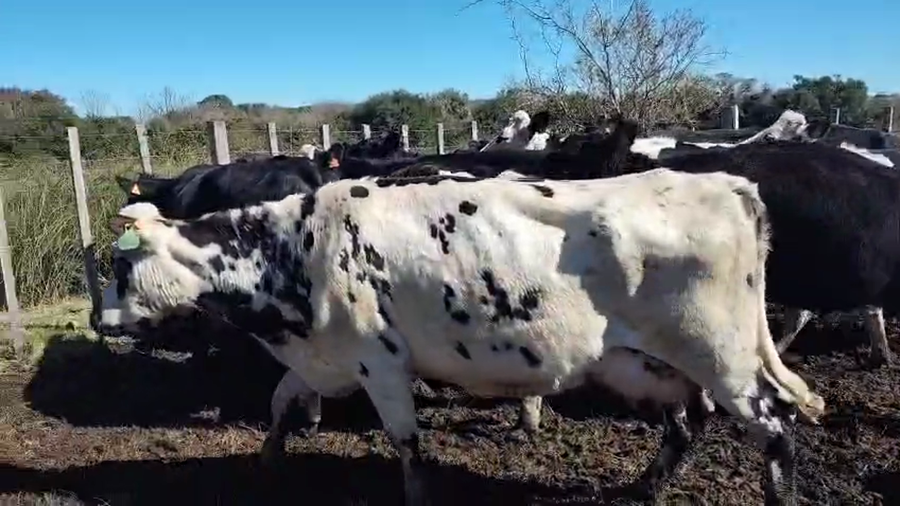 Lote 18 Vacas próximas a remate en Pantalla Aniversario - Escritorio Camy, San José