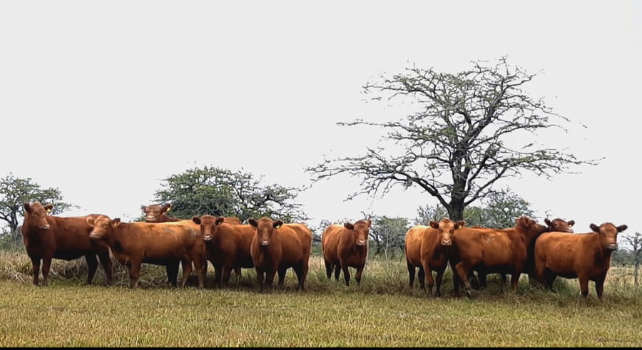 Lote Cabaña Invitada "El Cala" de R. Garat - Vaquillonas Preñadas Angus Mas