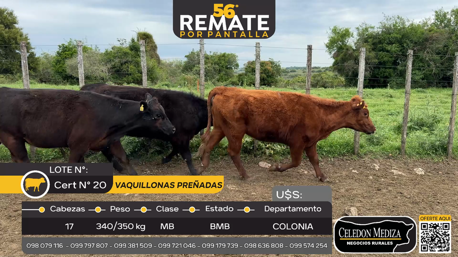 Lote 17 Vaquillonas preñadas en Cufré, Colonia