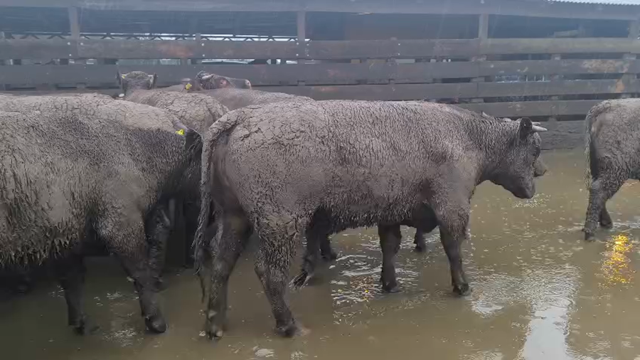 Lote 40 Vaquilla Gorda en Los Ángeles, VIII Región Biobío