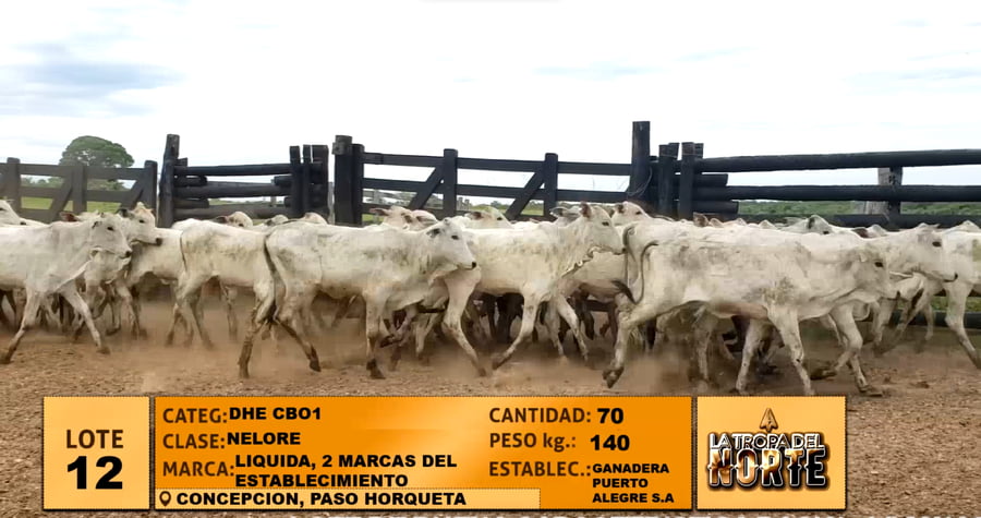 Lote Lote 12