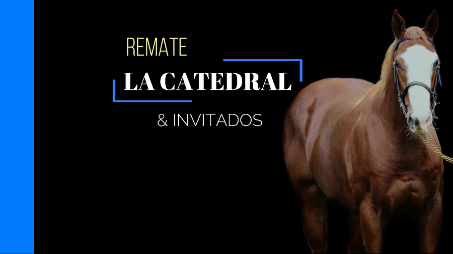 Lote CURIOSA PASSION (CURIOSO JOHAN - PASSION AND GLORY)