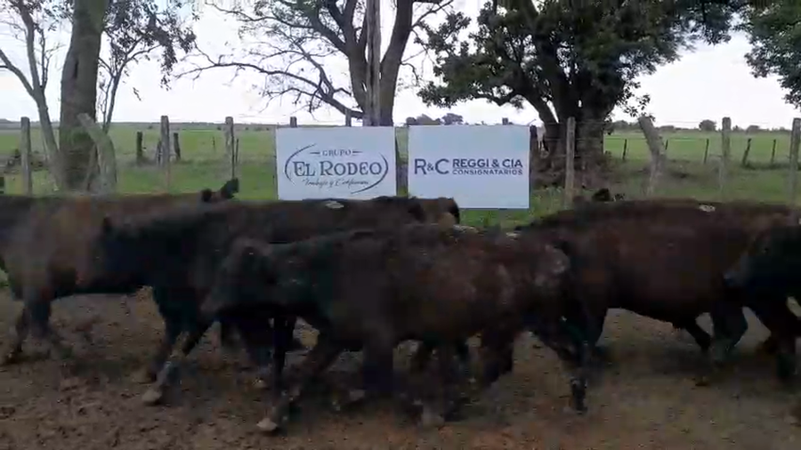 Lote 56 Novillitos