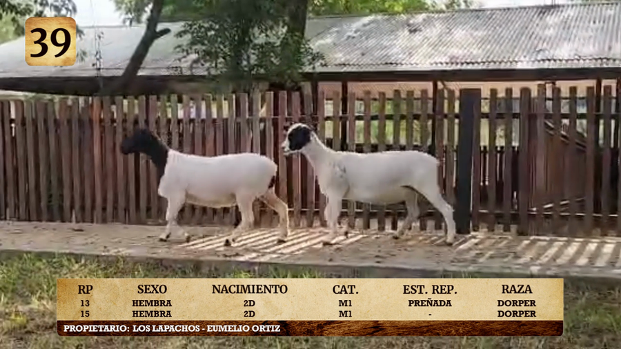 Lote LOTE 39