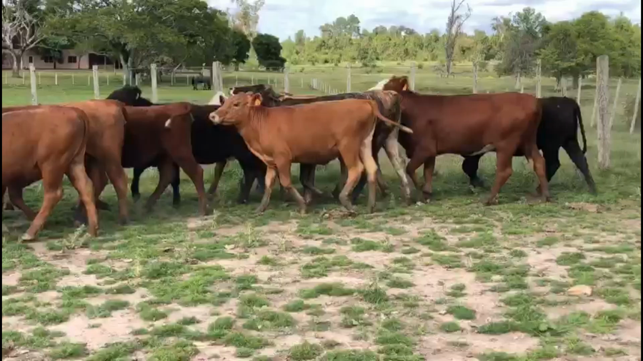 Lote 75 Vaquillonas 1 a 2 años en Puente 329, Tacuarembó