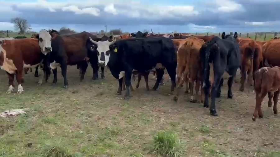 Lote 30 Vacas CUT AL CTE