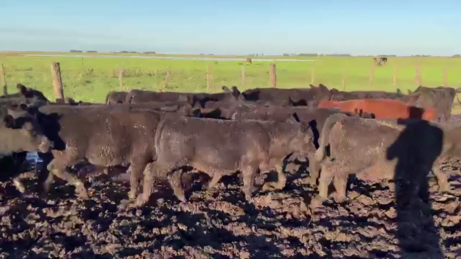 Lote 70 TERNS. MACHOS, OLAVARRIA, PCIA. DE BS. AS.