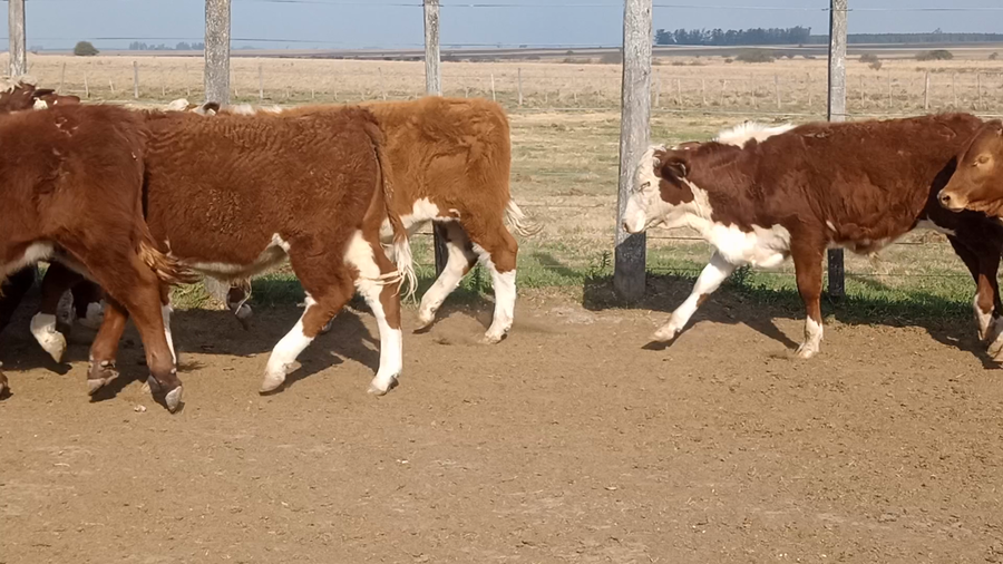 Lote 114 Terneros