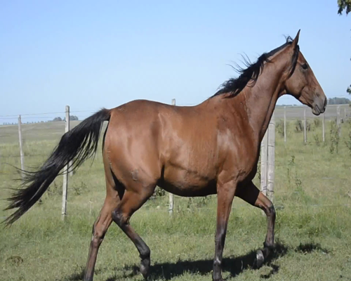 Lote P Y M CLEOPATRA