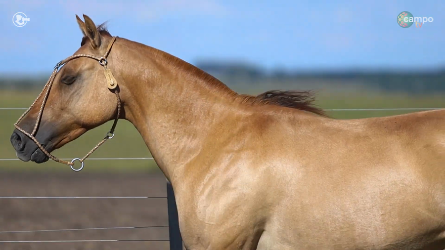 Lote LA ROSADA JACINTA