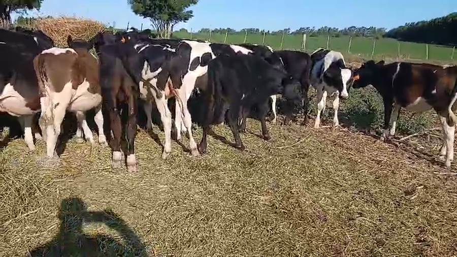 Lote 23 Terneros, San José