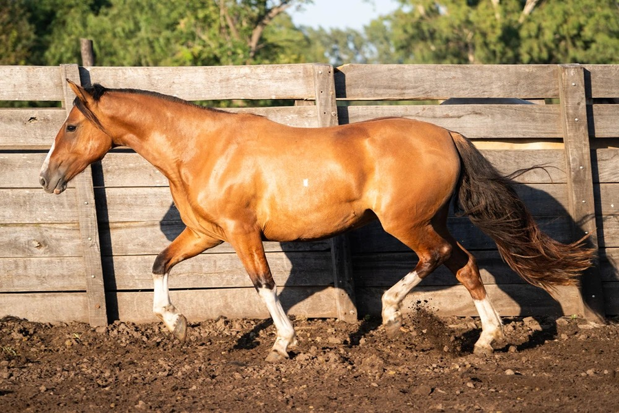 Lote VIRTUD JAULA (Oculto)