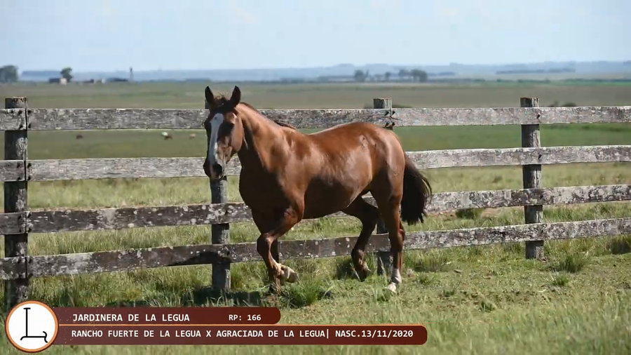 Lote Jardinera de la Legua